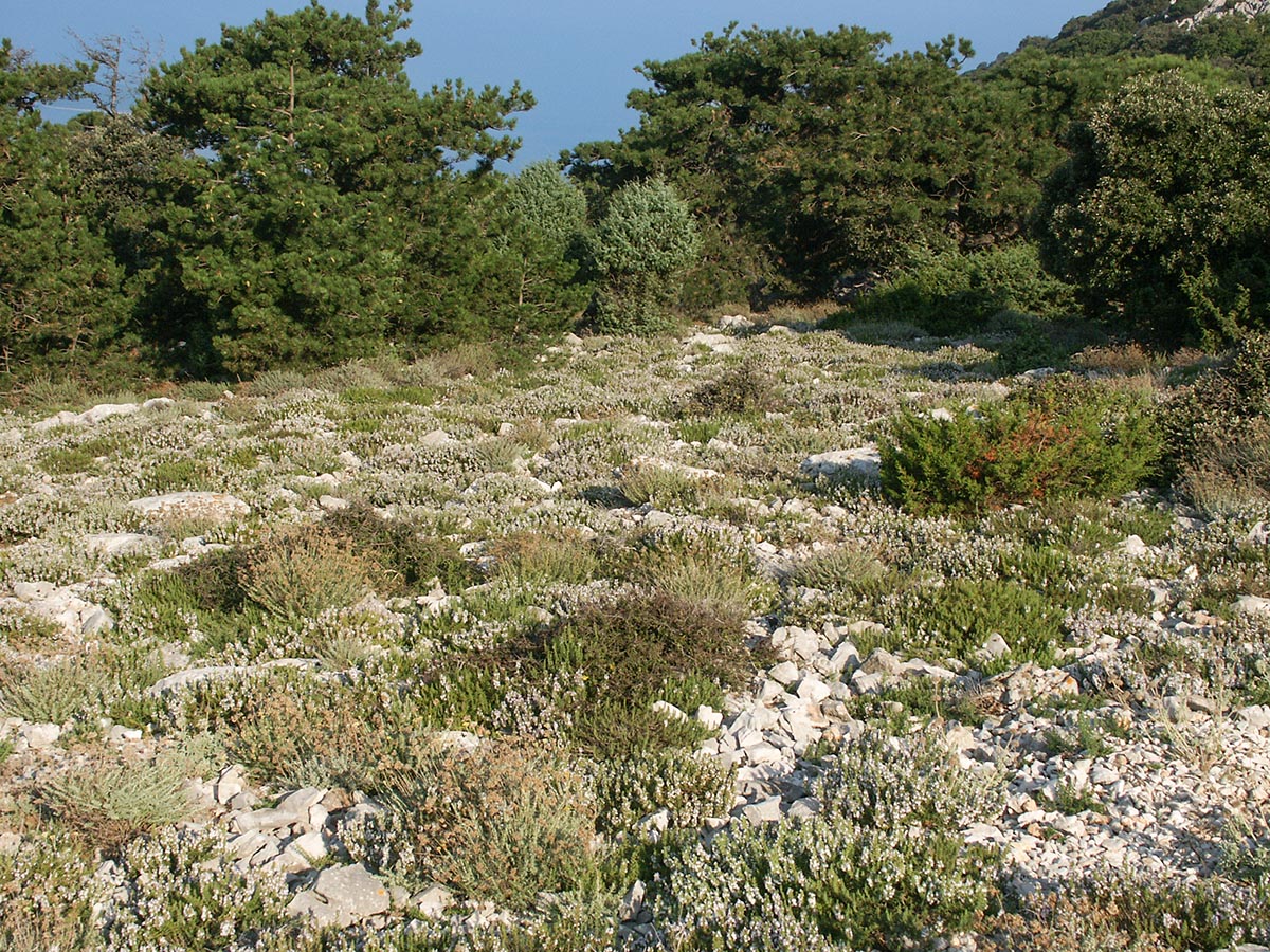 Satureja montana